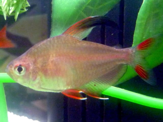 Tetra rosado
