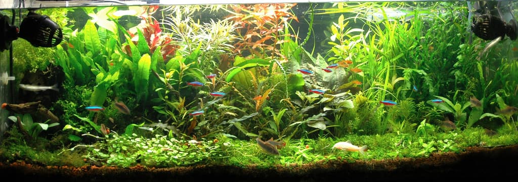 Nature Aquarium