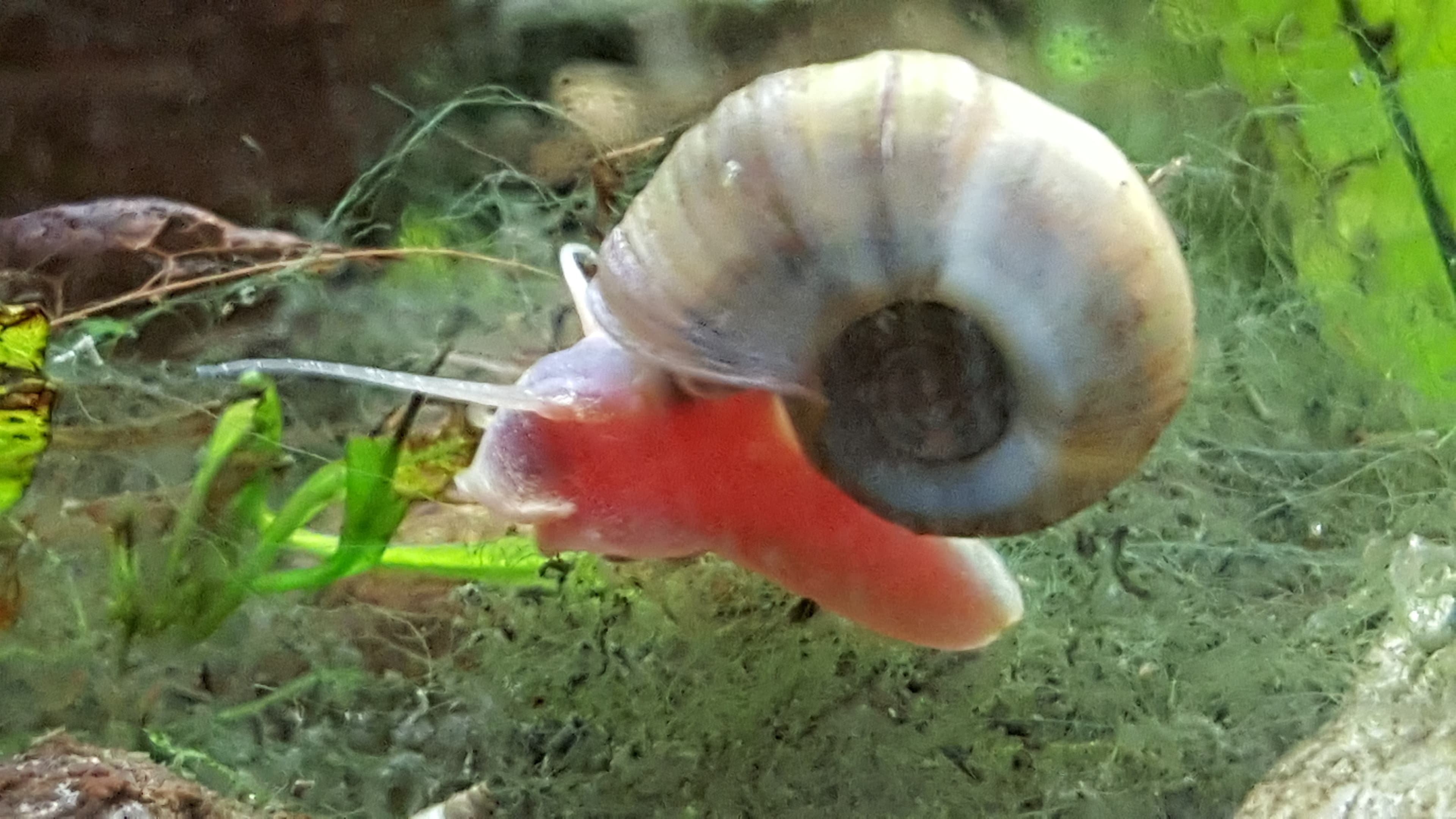 This is a Planorbarius corneus