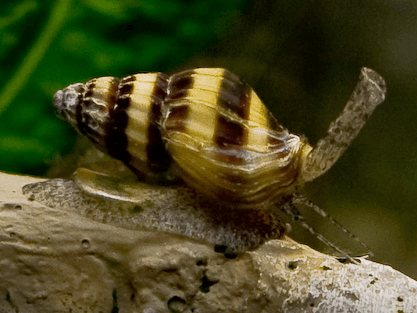 Assassin snail