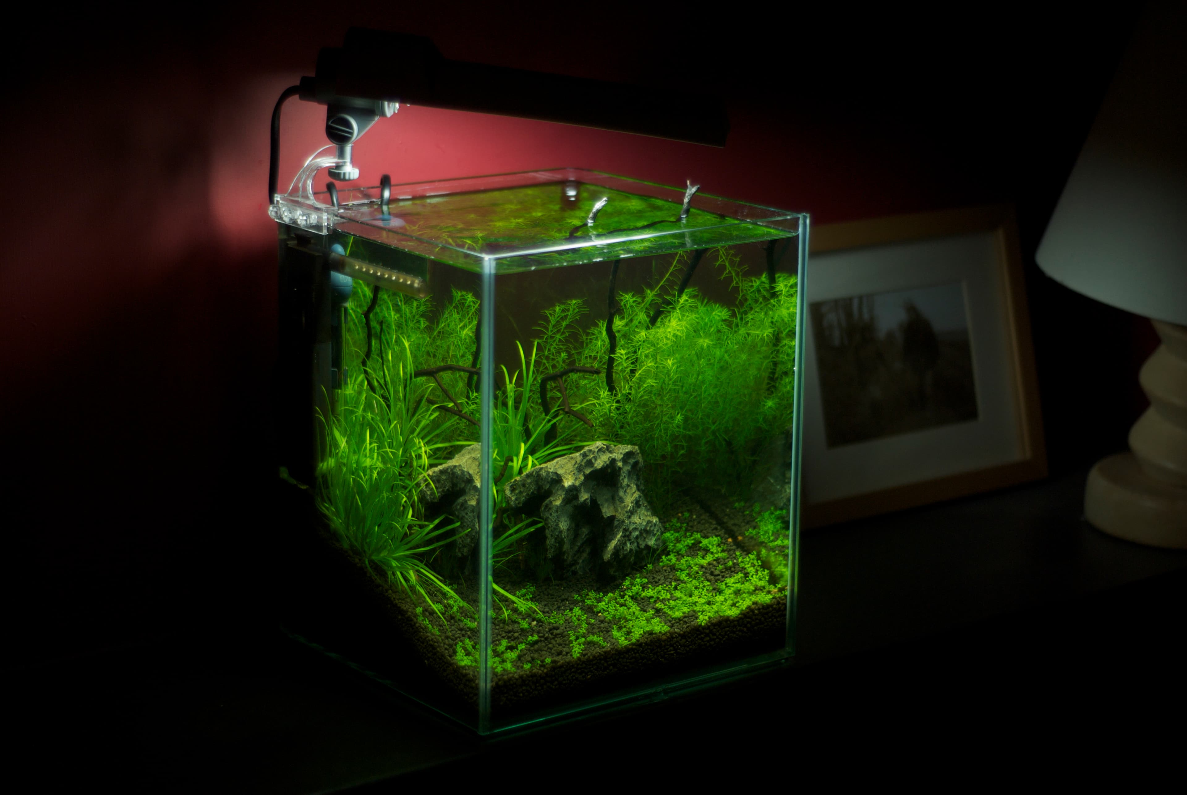 Freshwater nano aquarium with plants.