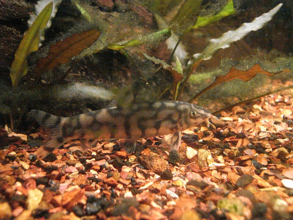 Yoyo loach